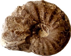 Ceratit